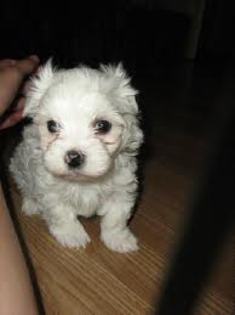 images (21) - Bichon Maltez