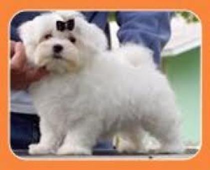 images (25) - Bichon Maltez