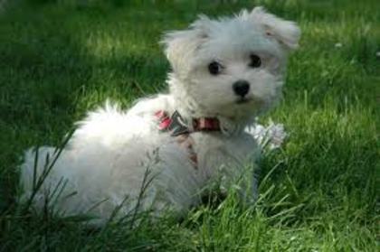 images (26) - Bichon Maltez