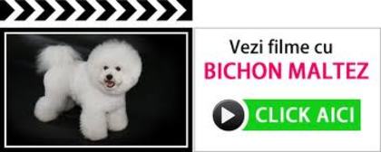 images (41) - Bichon Maltez