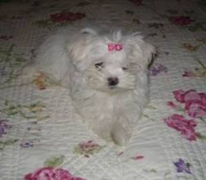 images (42) - Bichon Maltez