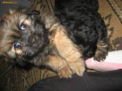 images (46) - Bichon Maltez