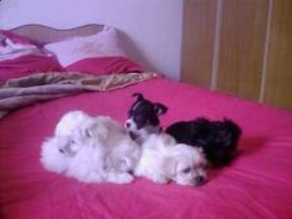 images (49) - Bichon Maltez