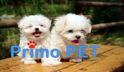 images (51) - Bichon Maltez