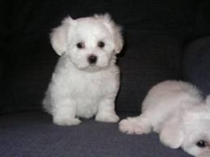 images (52) - Bichon Maltez