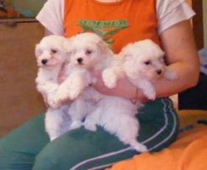 images (53) - Bichon Maltez