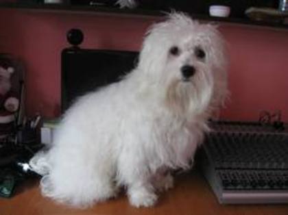 images (54) - Bichon Maltez