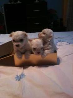 images (55) - Bichon Maltez