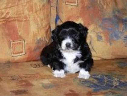 images (56) - Bichon Maltez