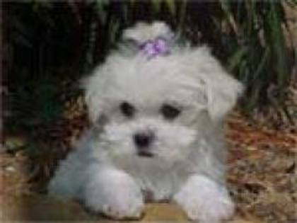 images (57) - Bichon Maltez
