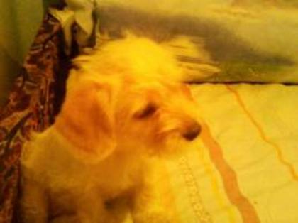 images (58) - Bichon Maltez