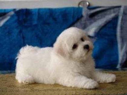 images (59) - Bichon Maltez