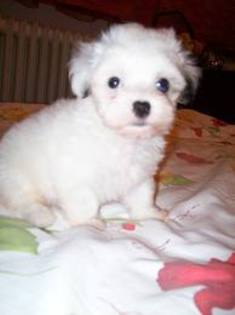 images (61) - Bichon Maltez