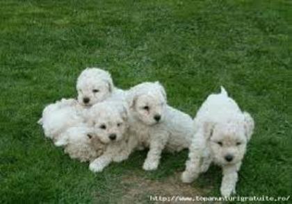 images (62) - Bichon Maltez