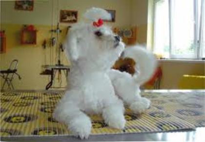images (65) - Bichon Maltez