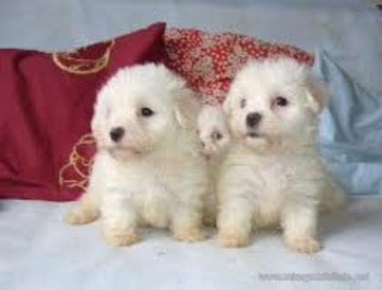 images (66) - Bichon Maltez