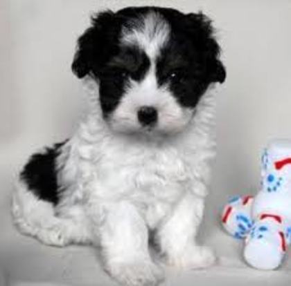 images (67) - Bichon Maltez