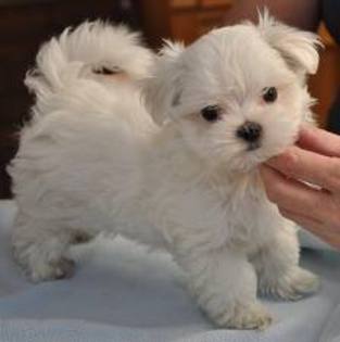 images (68) - Bichon Maltez