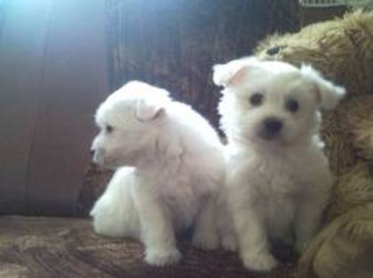 images (69) - Bichon Maltez