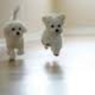 images (72) - Bichon Maltez
