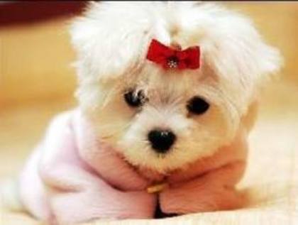 images (73) - Bichon Maltez