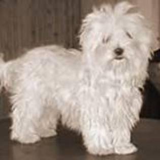 images (75) - Bichon Maltez
