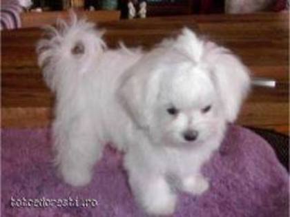 images (76) - Bichon Maltez