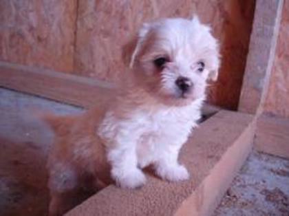 images (77) - Bichon Maltez