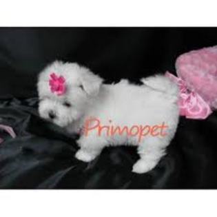 images (81) - Bichon Maltez