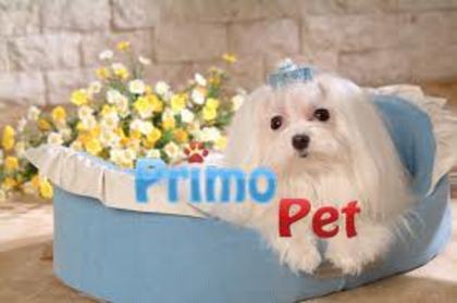 images (83) - Bichon Maltez