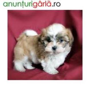 images (84) - Bichon Maltez