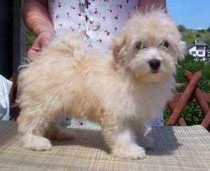 images (85) - Bichon Maltez