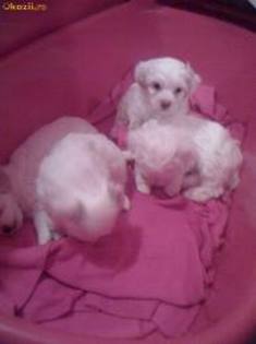 images (88) - Bichon Maltez