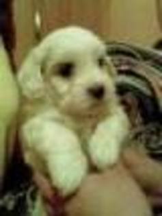 images (90) - Bichon Maltez