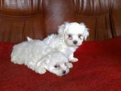 images (92) - Bichon Maltez