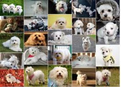 images (93) - Bichon Maltez