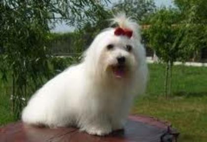 images (94) - Bichon Maltez