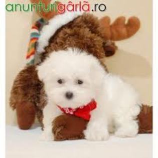images (96) - Bichon Maltez