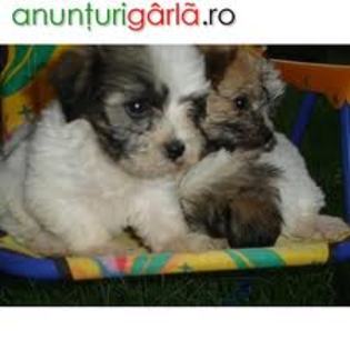 images (97) - Bichon Maltez