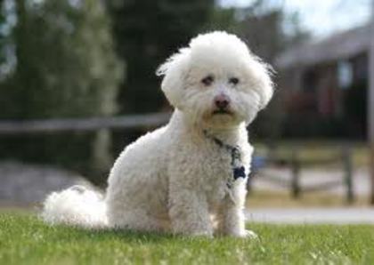 images (99) - Bichon Maltez