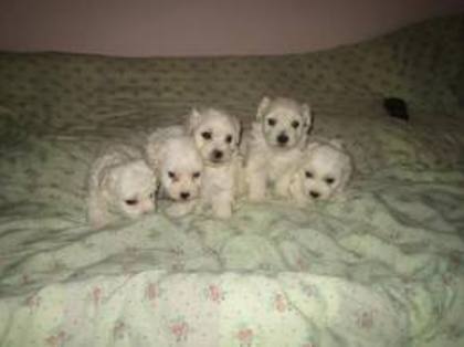 images - Bichon Maltez