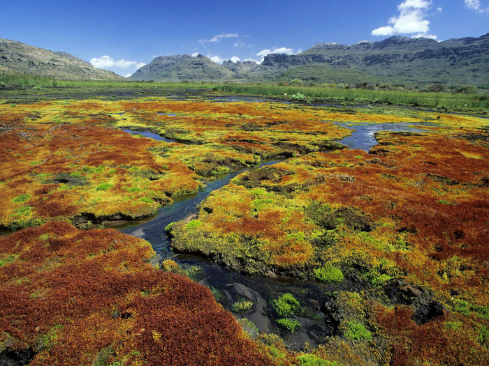 2-Colorful_Mosses_Cedarberg_Wilderness_Area_Northern_Cape_South_Africa - Africa