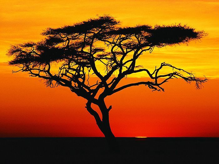 Acacia Tree at Sunset Africa - Africa