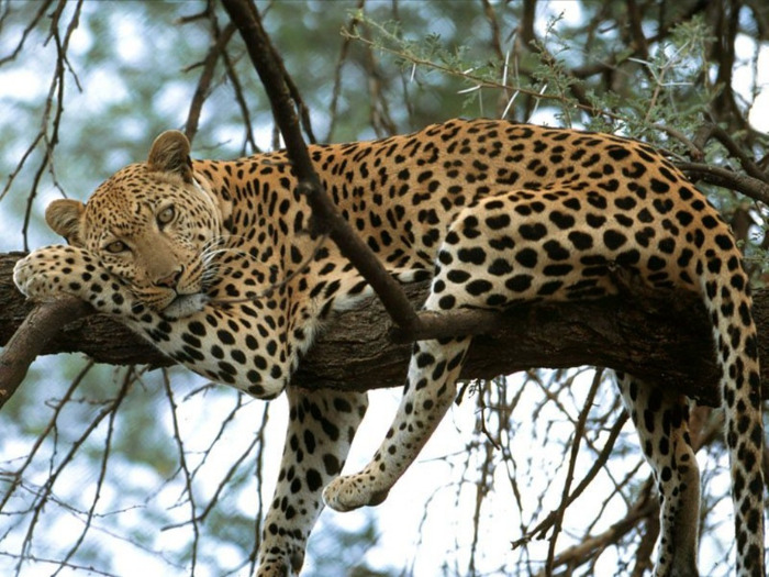 Cat-Nap-Leopard-Africa-1-DVW9X6HBOA-1024x768 - Africa