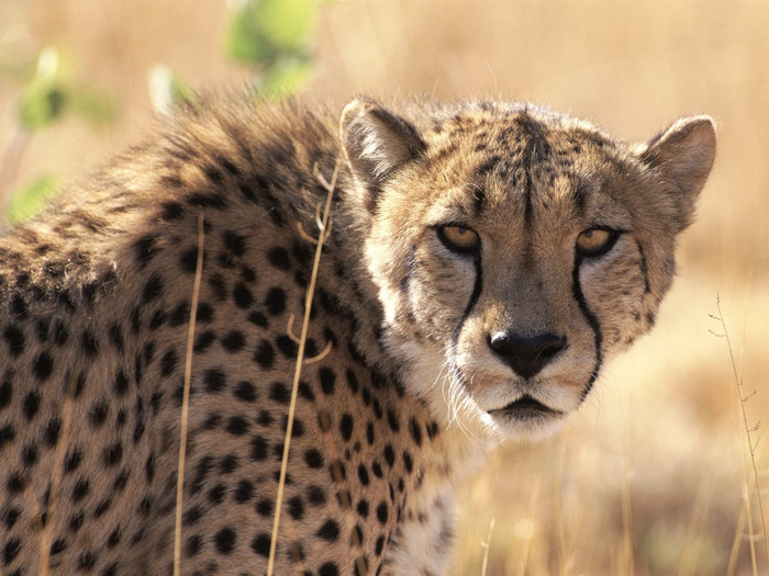 cheetah_africa-normal - Africa