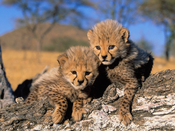 Cheetah-Cubs-Africa - Africa
