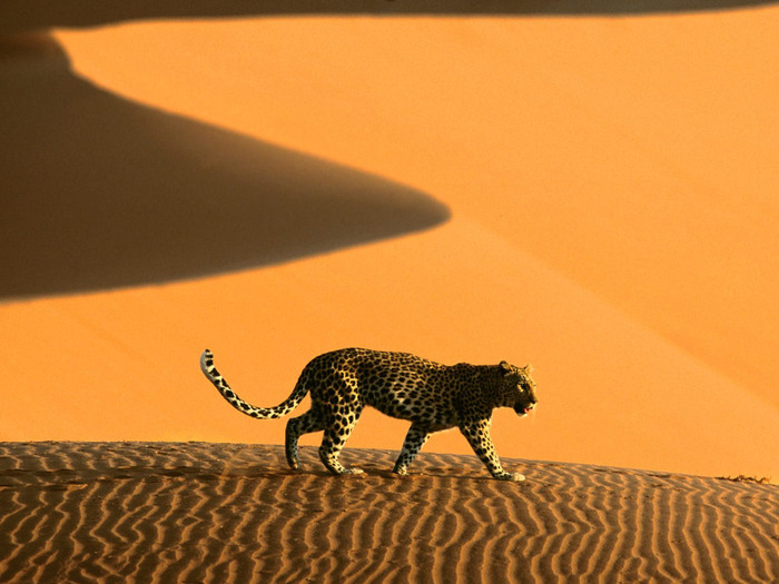 desert_cheetah_namibia_africa-normal - Africa