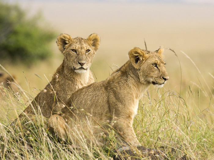 Female-Lion-Cubs-Masai-Mara-Kenya-Africa - Africa