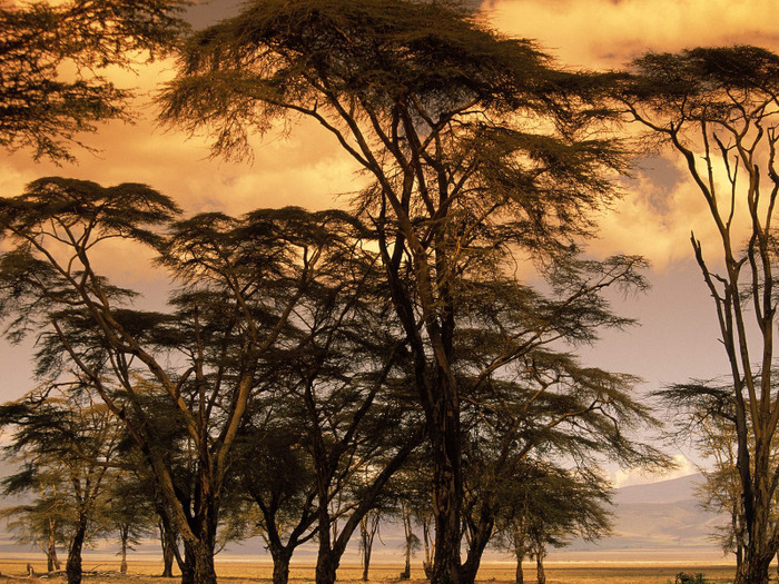 Fever Trees at Sunset, Africa - Africa