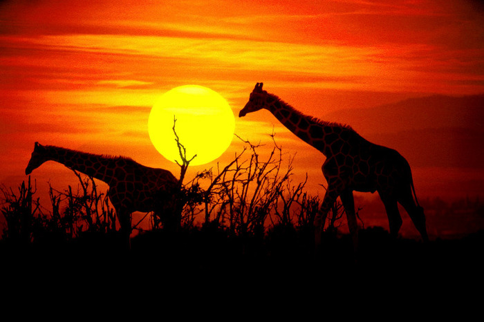 Giraffes Grazing the Savannah. Kenya. Africa